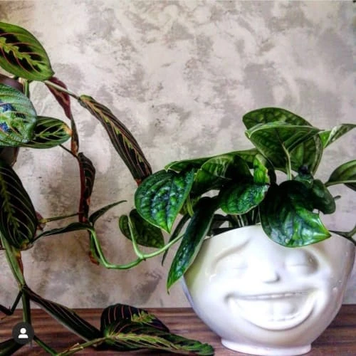 Tassen Bol XL En Porcelaine émotion 1000ml 4 Tassen Bol XL En Porcelaine émotion 1000ml – Image 2